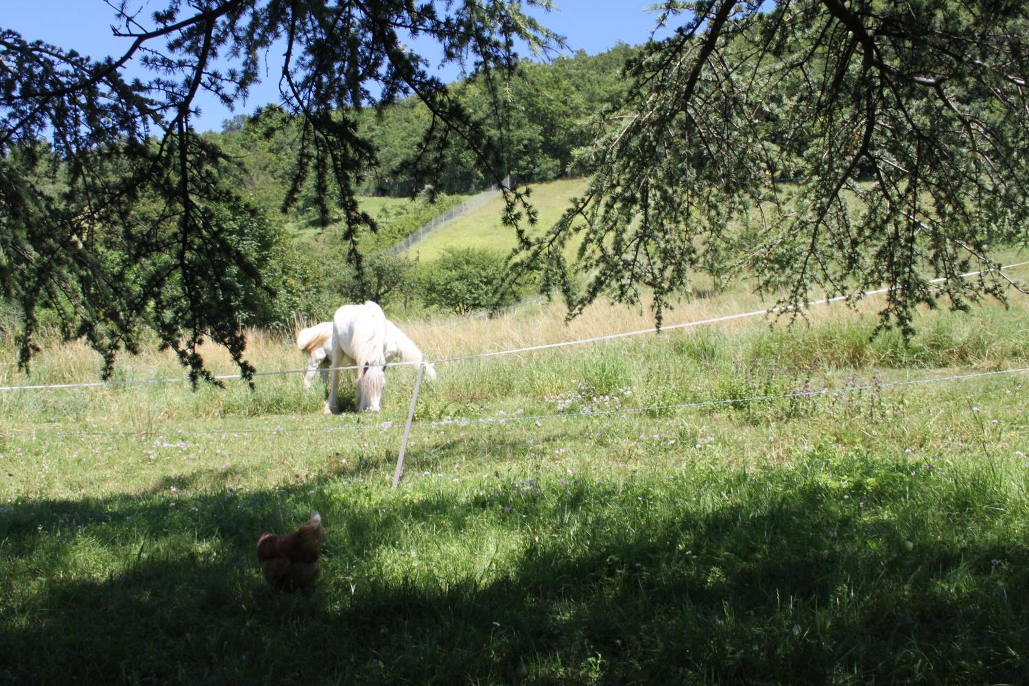 Comfortable Village Apartment In Barbieres With Access To Large Garden With Beautiful Views エクステリア 写真